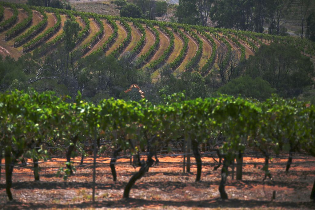 Στην Ευρώπη σχεδόν οι μισοί αμπελώνες που υπάρχουν παγκοσμίως
