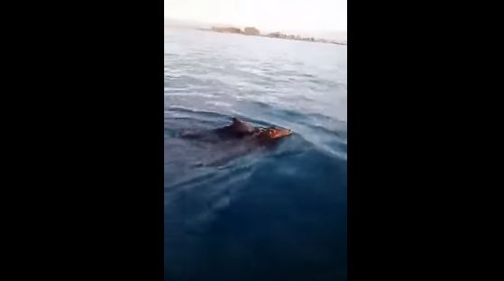 Ψαράδες βρήκαν αγριογούρουνα να κολυμπούν στο Ιόνιο! (βίντεο)