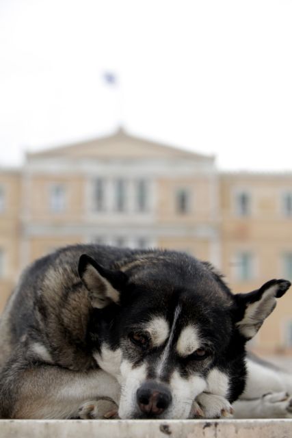 Αρον άρον πήραν πίσω τον νόμο για τα κατοικίδια