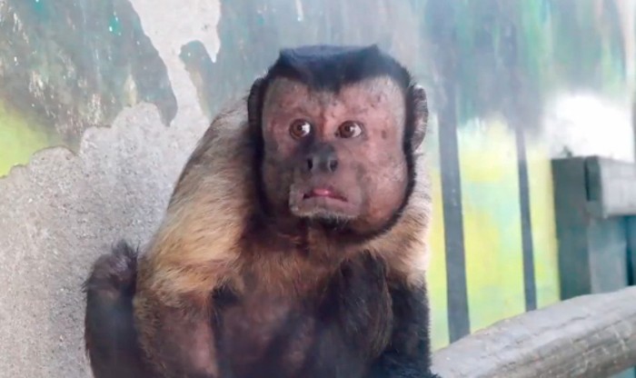 Μαϊμού με «ανθρώπινο πρόσωπο» έχει τρελάνει το Διαδίκτυο (βίντεο)