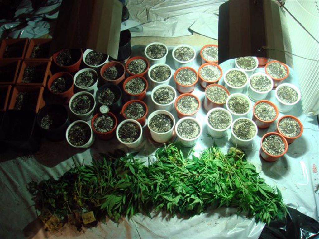 Θερμοκήπιο με δενδρύλλια κάνναβης είχε 54χρονος στην αυλή του σπιτιού του