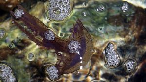 Αναζητείται λύση για τις τσούχτρες σε Κορινθιακό και Πατραϊκό