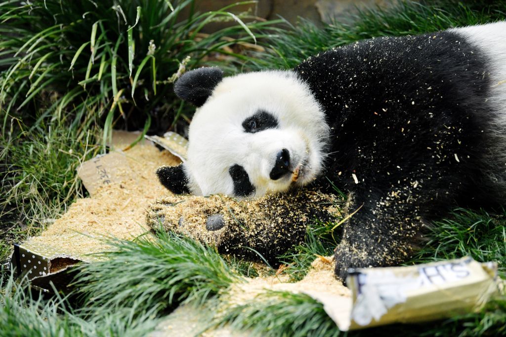 Δύο γιγαντιαία αρσενικά πάντα επέστρεψαν στην Κίνα