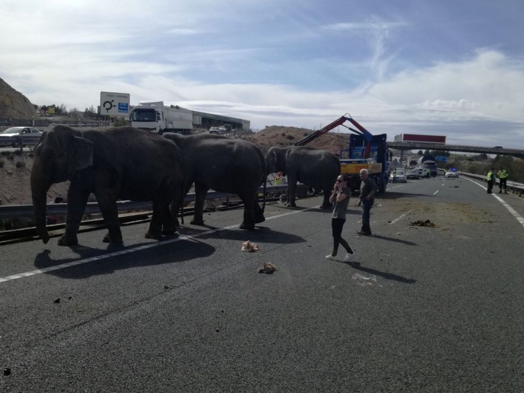 Τραυματισμένοι ελέφαντες βρέθηκαν να περιφέρονται σε αυτοκινητόδρομο