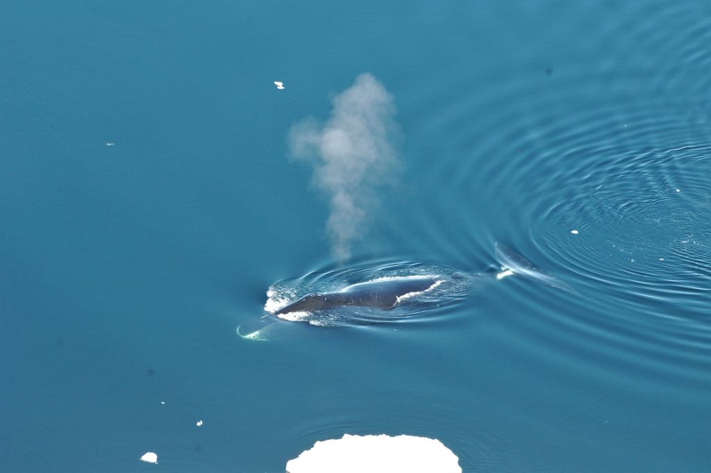 Η τοξοκέφαλη φάλαινα είναι ο «Louis Armstrong» των ωκεανών