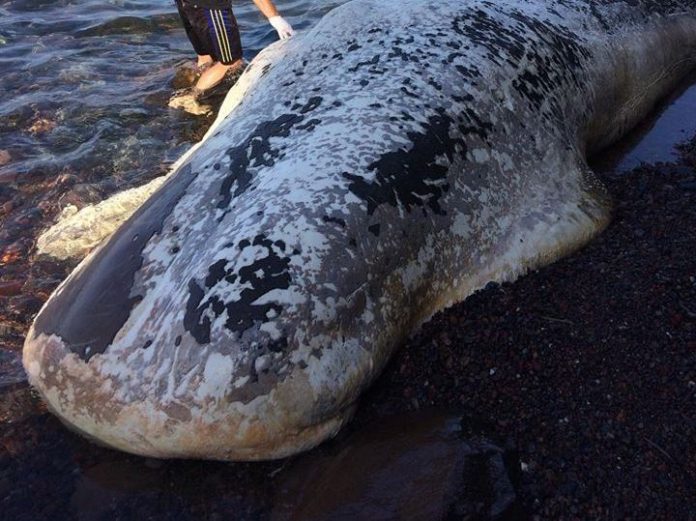 Τι βρήκαν στο στομάχι της φάλαινας που ξεβράστηκε στη Σαντορίνη