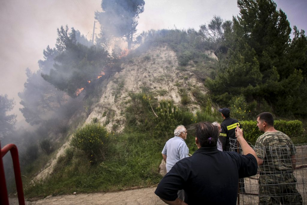 Σοβαρές ζημιές σε ελαιόδεντρα από τις πυρκαγιές στην Ηλεία