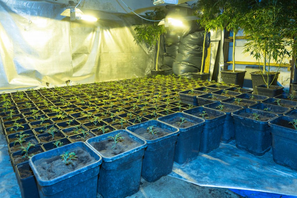 Καλλιεργούσαν κάνναβη αξίας 4 εκατ. σε βίλες της Αττικής