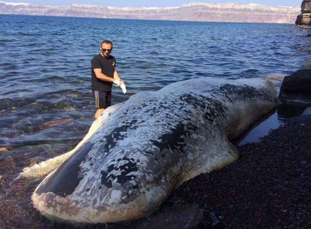 Τριάντα κιλά από… σακούλες στο στομάχι του φυσητήρα