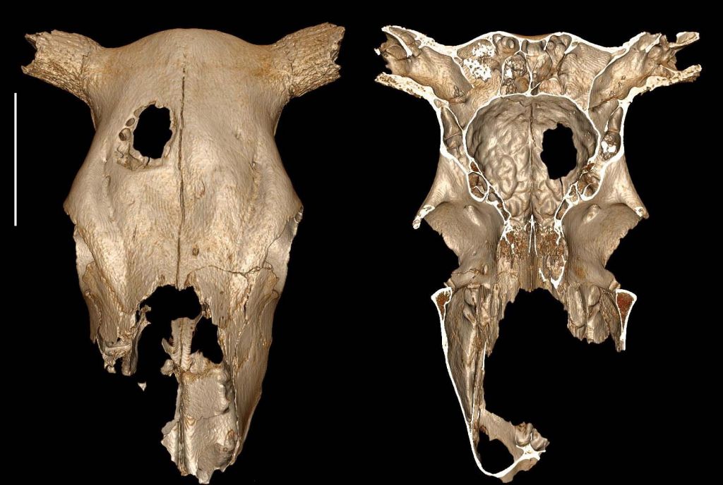 Πριν 5.000 χρόνια η πρώτη κτηνιατρική χειρουργική επέμβαση σε αγελάδα