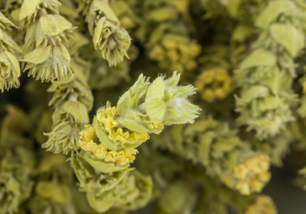 Τους έπιασαν αφού είχαν ξεριζώσει 112 κιλά σπάνιων βοτάνων