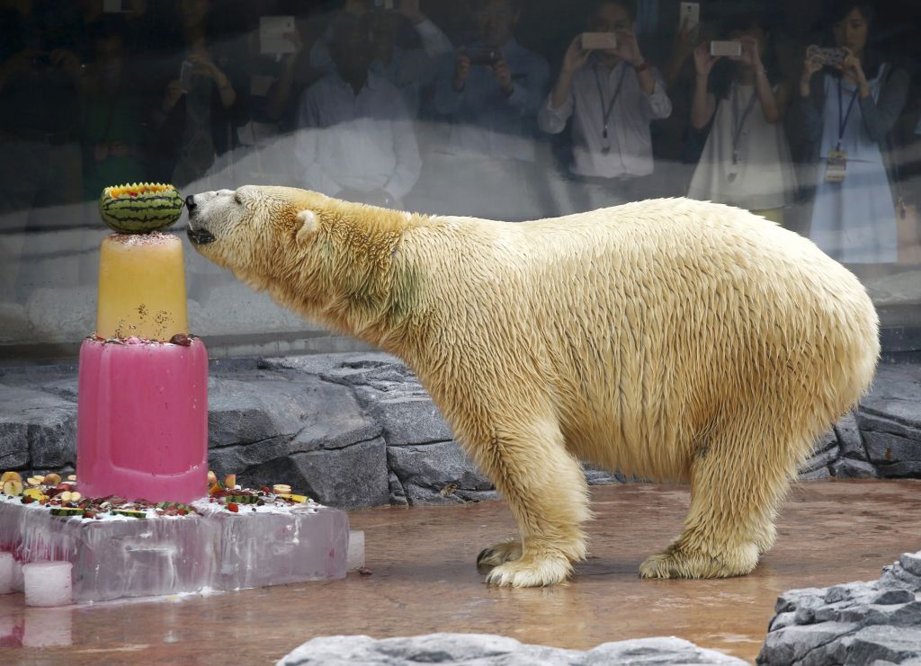 Πέθανε η πρώτη πολική αρκούδα που γεννήθηκε και μεγάλωσε σε τροπικό νησί