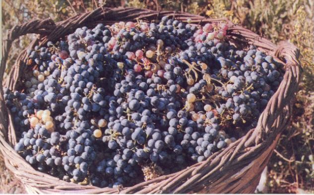 Θέλουν να κάνουν ΠΟΠ την κορινθιακή σουλτανίνα