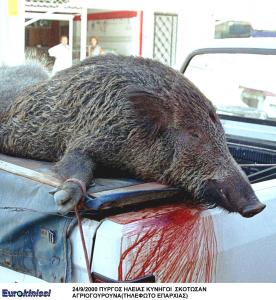 Λεωφορείο συγκρούστηκε με… αγριογούρουνο