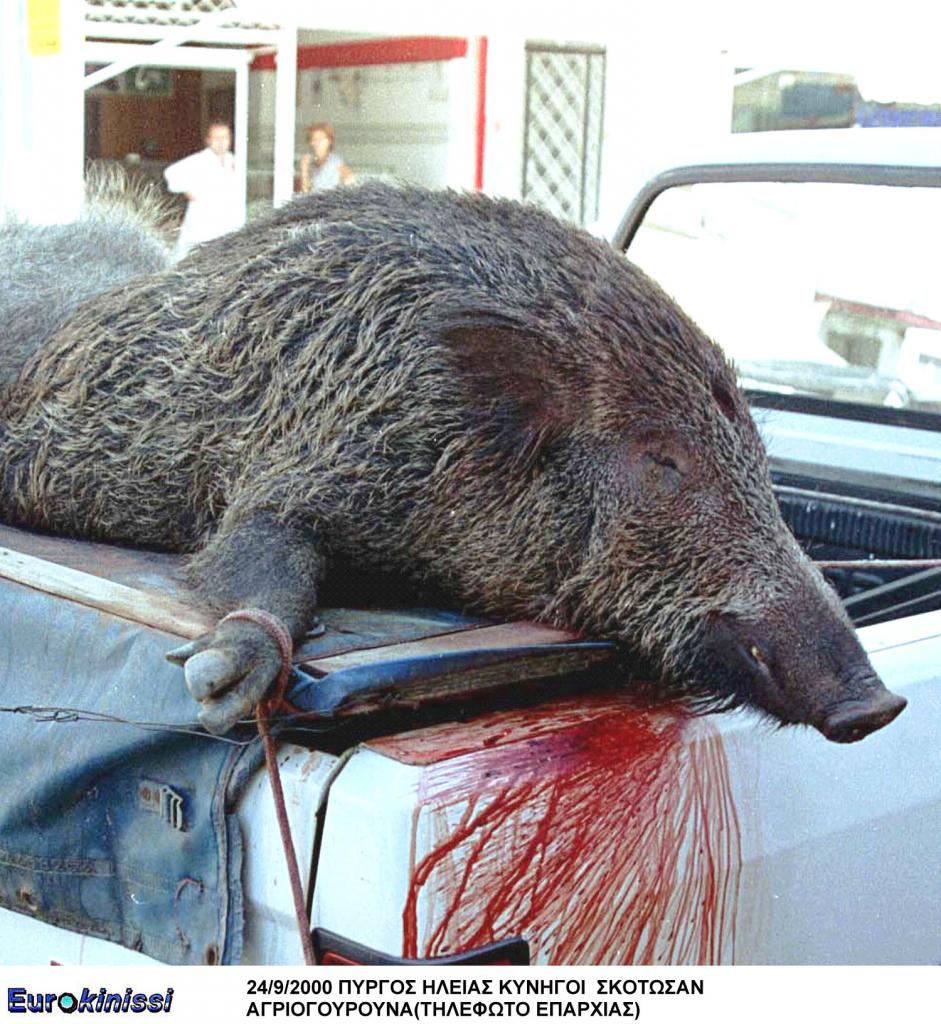 Λεωφορείο συγκρούστηκε με… αγριογούρουνο
