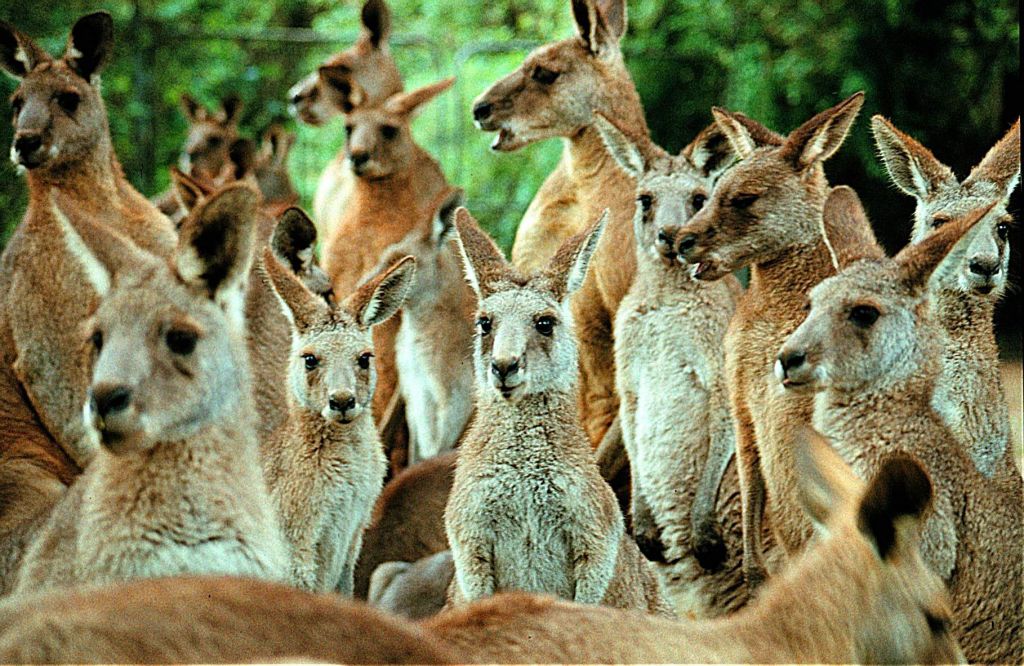 Αυστραλία: Επίθεση καγκουρό εναντίον τουριστών