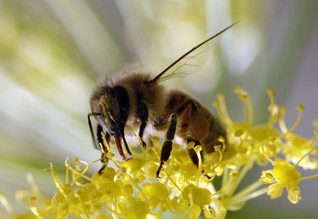 Τραγικός θάνατος: Πέθανε 32χρονος από τσίμπημα μέλισσας