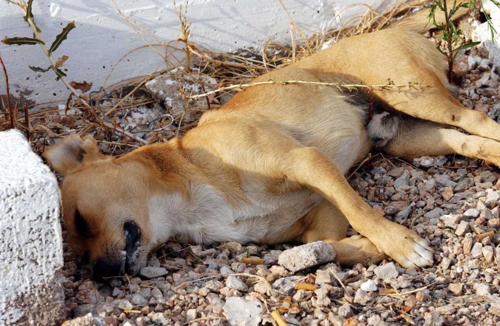 Αγοράκι 3 ετών παραλίγο να πεθάνει από φόλα