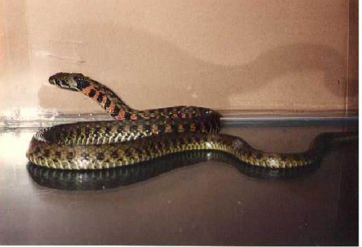 Μητέρα πέθανε από δάγκωμα φιδιού ενώ θήλαζε