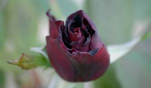 Διαβάσθηκε το DNA του τριαντάφυλλου