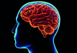 Ελληνας ερευνητής ρίχνει φως στους νευρώνες επιθετικότητας του εγκεφάλου