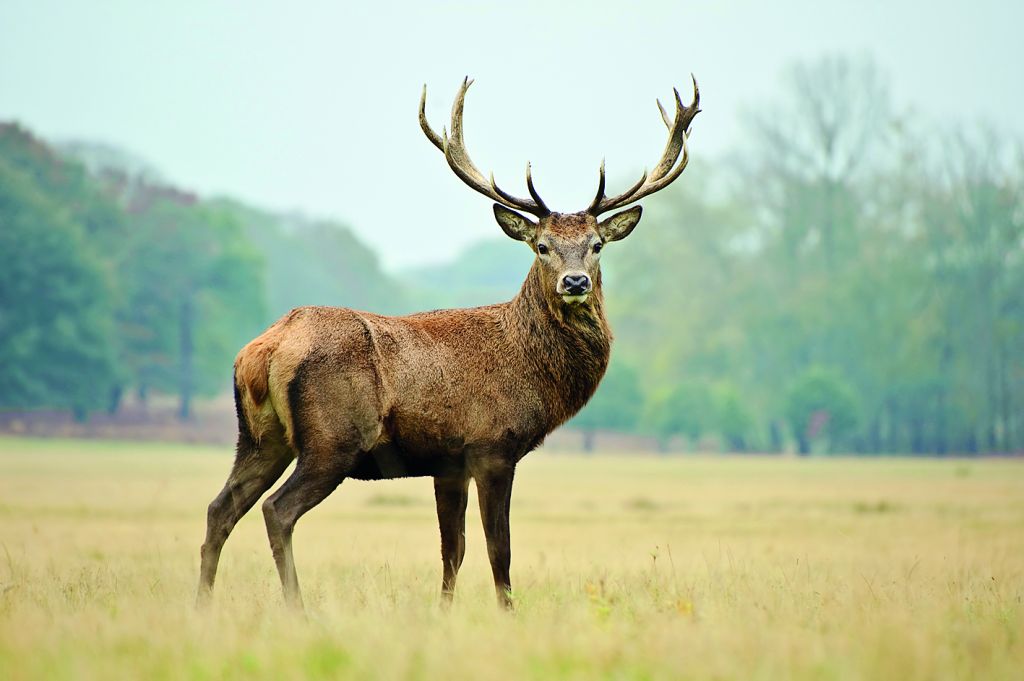 Αυξήθηκε εντυπωσιακά ο αριθμός των ελαφιών στη Ρόδο