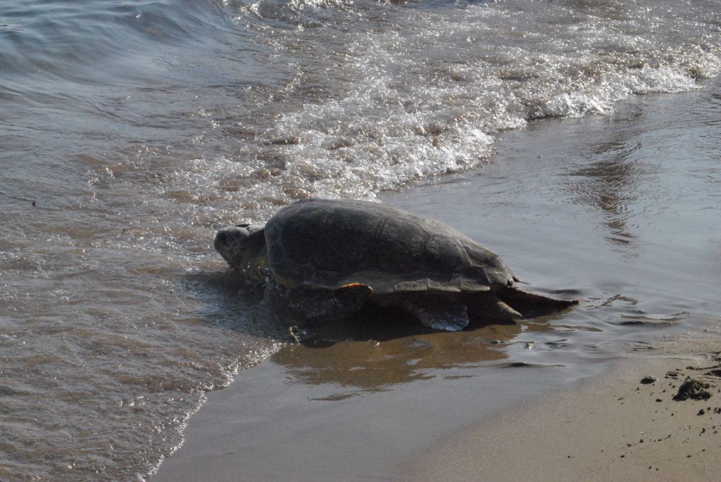 Νεκρές θαλάσσιες χελώνες στο Πόρτο Λάγος και στον Αγιόκαμπο