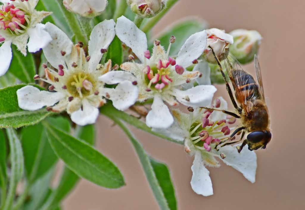 Η μέλισσα ένα από τα πιο δημοφιλή κατοικίδια στη Γερμανία