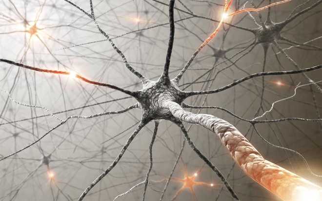 Υψηλότερο IQ, μεγαλύτεροι νευρώνες