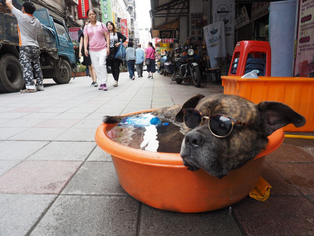 Σκυλίσια ζωή και… στη ζέστη
