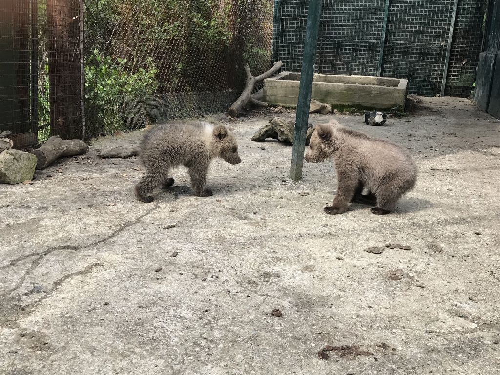 Το ορφανό αρκουδάκι «ποδοσφαιριστής» απέκτησε παρέα