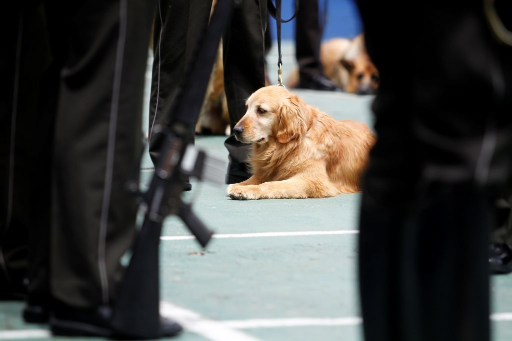 Τον πυροβόλησε ο σκύλος του