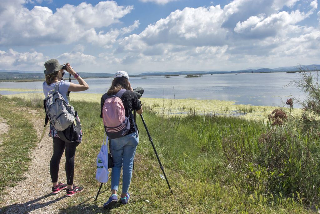Ταυτόχρονη μέτρηση πελεκάνων σε όλη τη νοτιοανατολική Ευρώπη