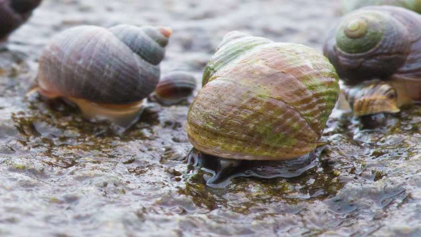 Η πρώτη μεταμόσχευση αναμνήσεων είναι γεγονός