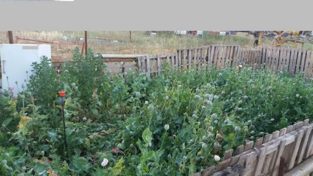 Φυτεία – γίγας με οπιούχες παπαρούνες