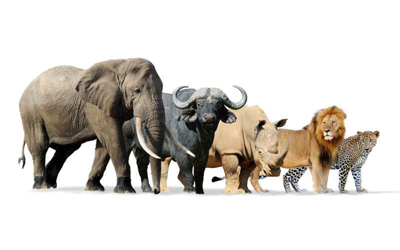 Υπάρχουν εκατοντάδες άγνωστα είδη θηλαστικών