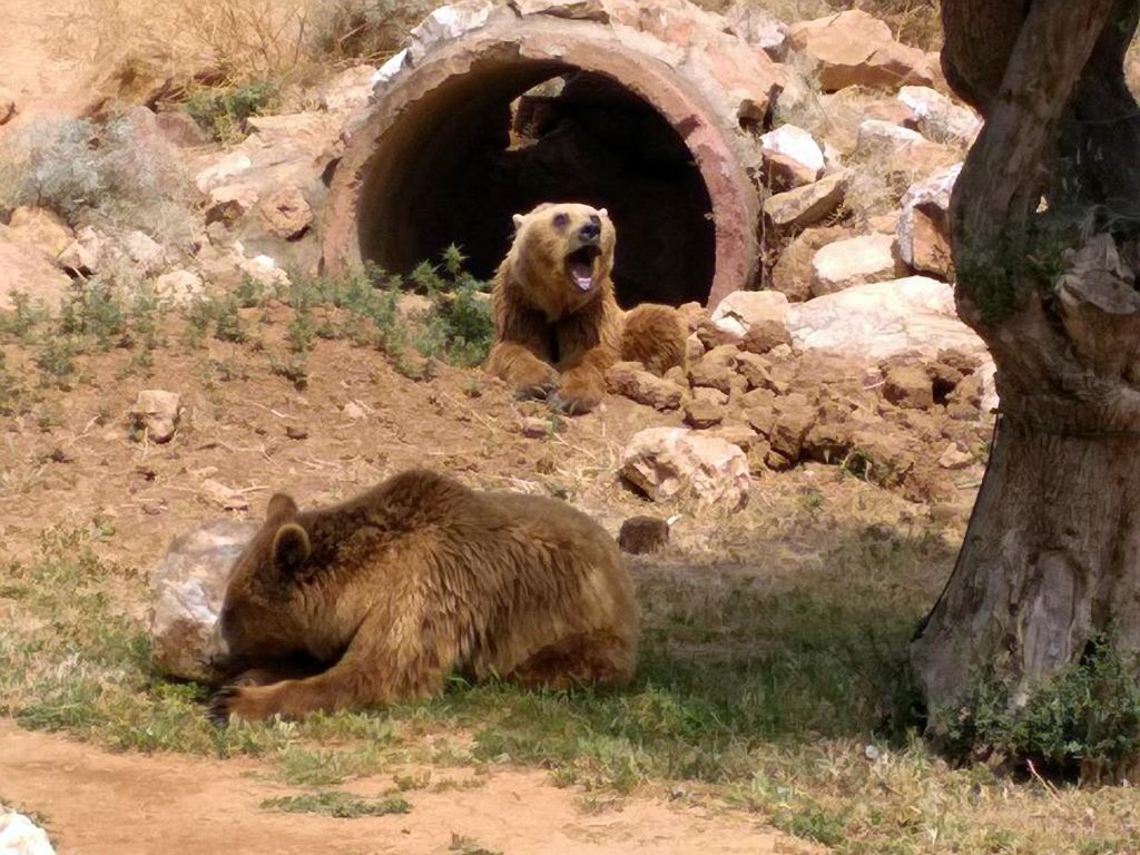 Φλώρινα: Καταφύγιο σε αυλή ακατοίκητου σπιτιού βρήκε αρκούδα με τα μικρά της