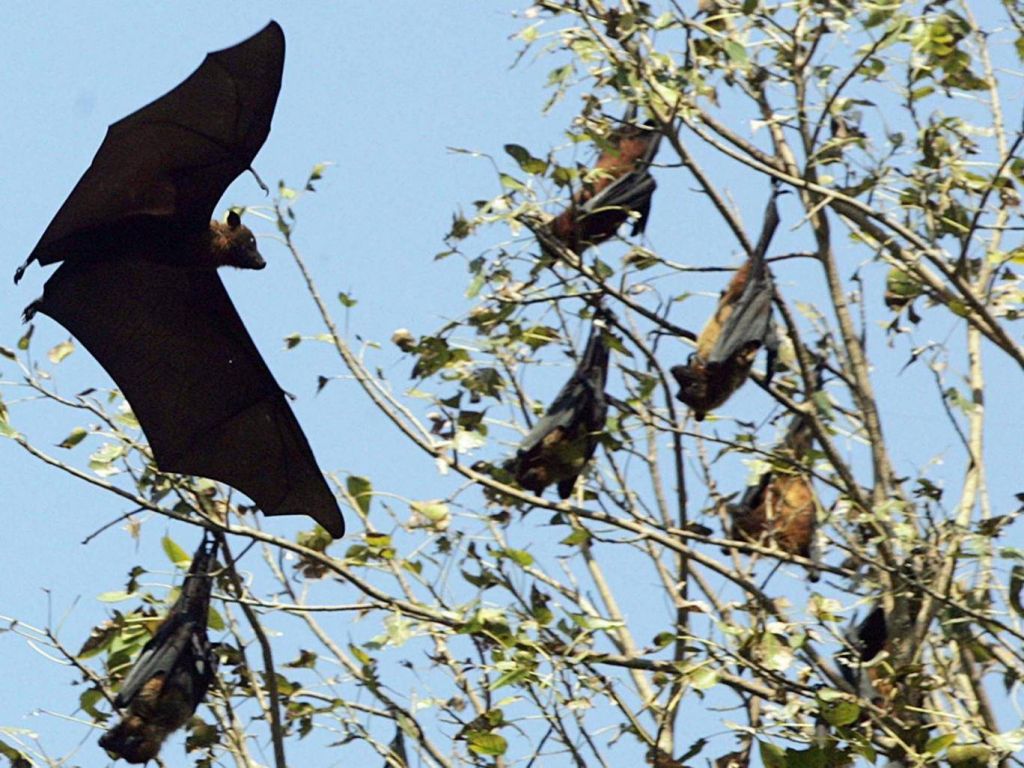 Τουλάχιστον 10 νεκροί από ιό που μεταφέρουν νυχτερίδες – 100 σε καραντίνα
