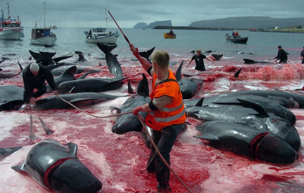 Ιαπωνία: Τουλάχιστον 330 φάλαινες θύματα κυνηγών για «ερευνητικούς» λόγους
