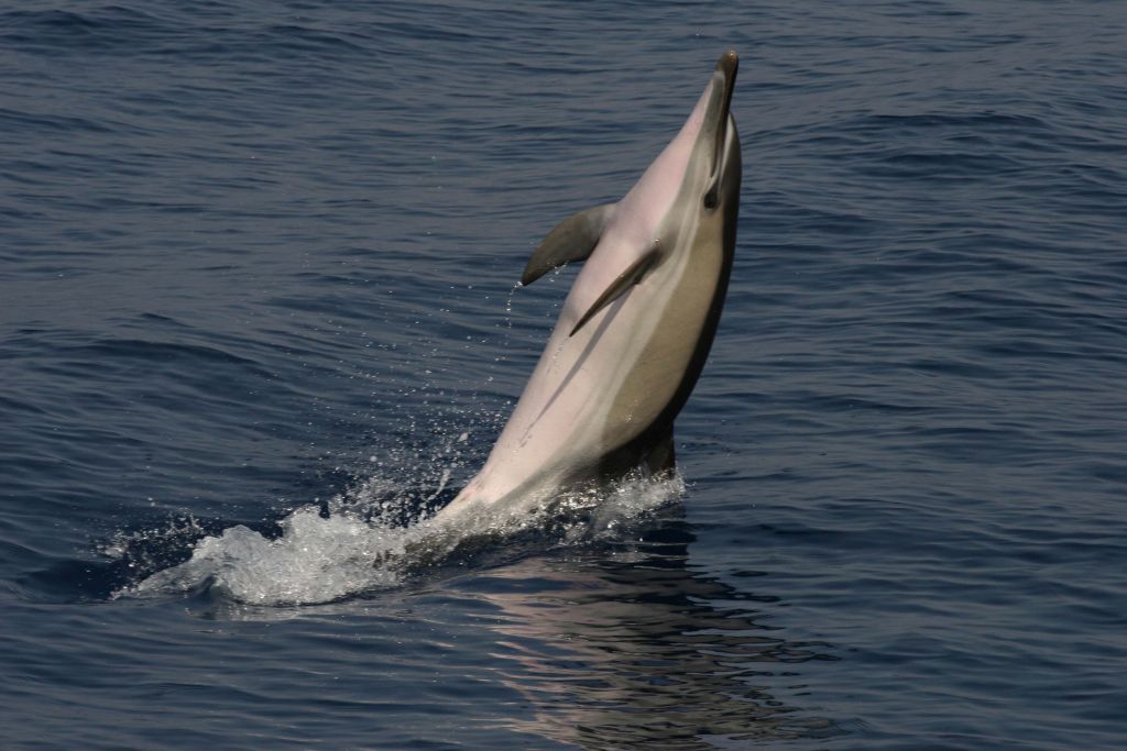 Ελπίδες για επανεμφάνιση του δελφινιού του ποταμού Γιανγκτσέ