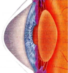 Βραβείο αριστείας στον οφθαλμολόγο Νικόλαο Ζιάκα