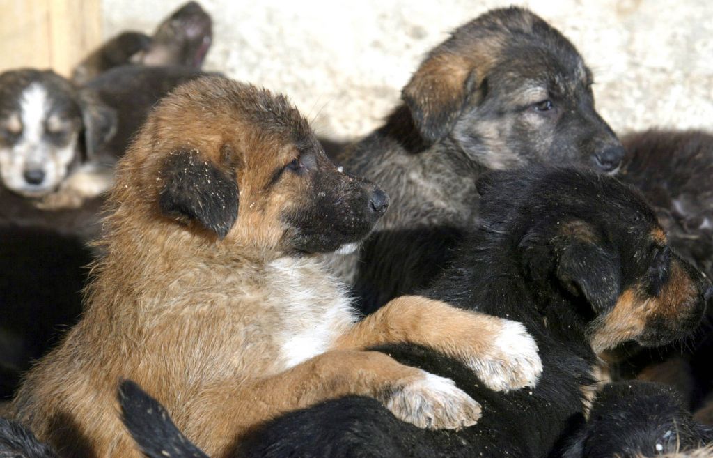 Κτηνίατρος «έραβε» ηρωίνη στα στομάχια κουταβιών