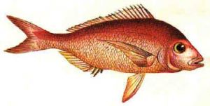 Φαγκρί στο φούρνο