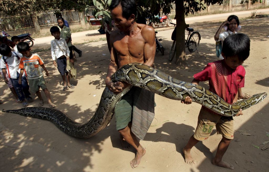 Πύθωνας έφαγε γυναίκα ζωντανή