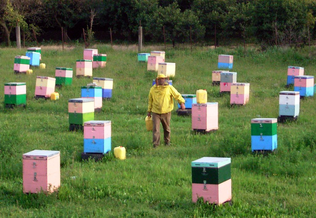 Σάμος: Ηλικιωμένος κατηγορείται για 40 κλοπές μελισσιών