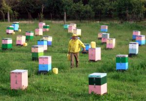 Σάμος: Ηλικιωμένος κατηγορείται για 40 κλοπές μελισσιών