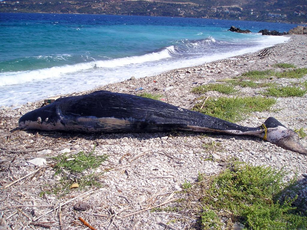 Φάλαινα πέθανε αφού κατάπιε 90 πλαστικές σακούλες
