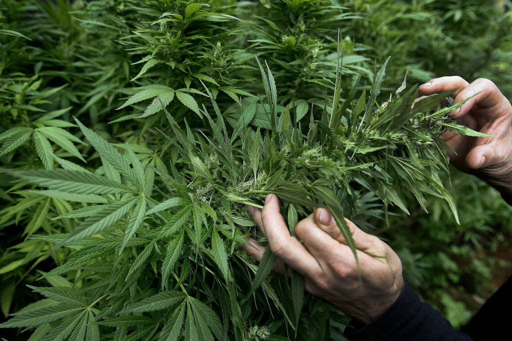 «Χαμένη υπόθεση» η νομιμοποίηση της κάνναβης στην Βρετανία