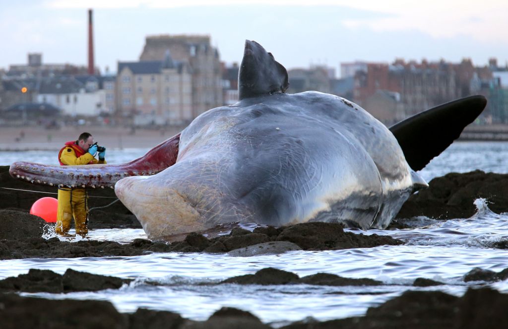 Εκλεισαν παραλία υπό το φόβο έκρηξης… φάλαινας