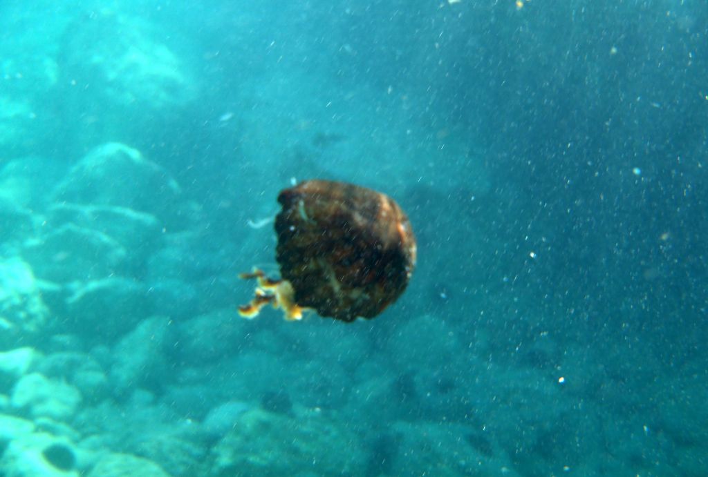 Μέδουσα – τέρας εμφανίστηκε στον Θερμαϊκό (φωτό)